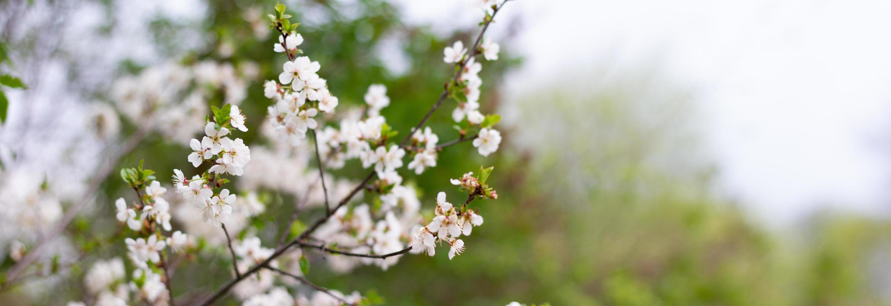 Panorama of flowering trees in the spring season. White flowers on tree branches with copy space. photo