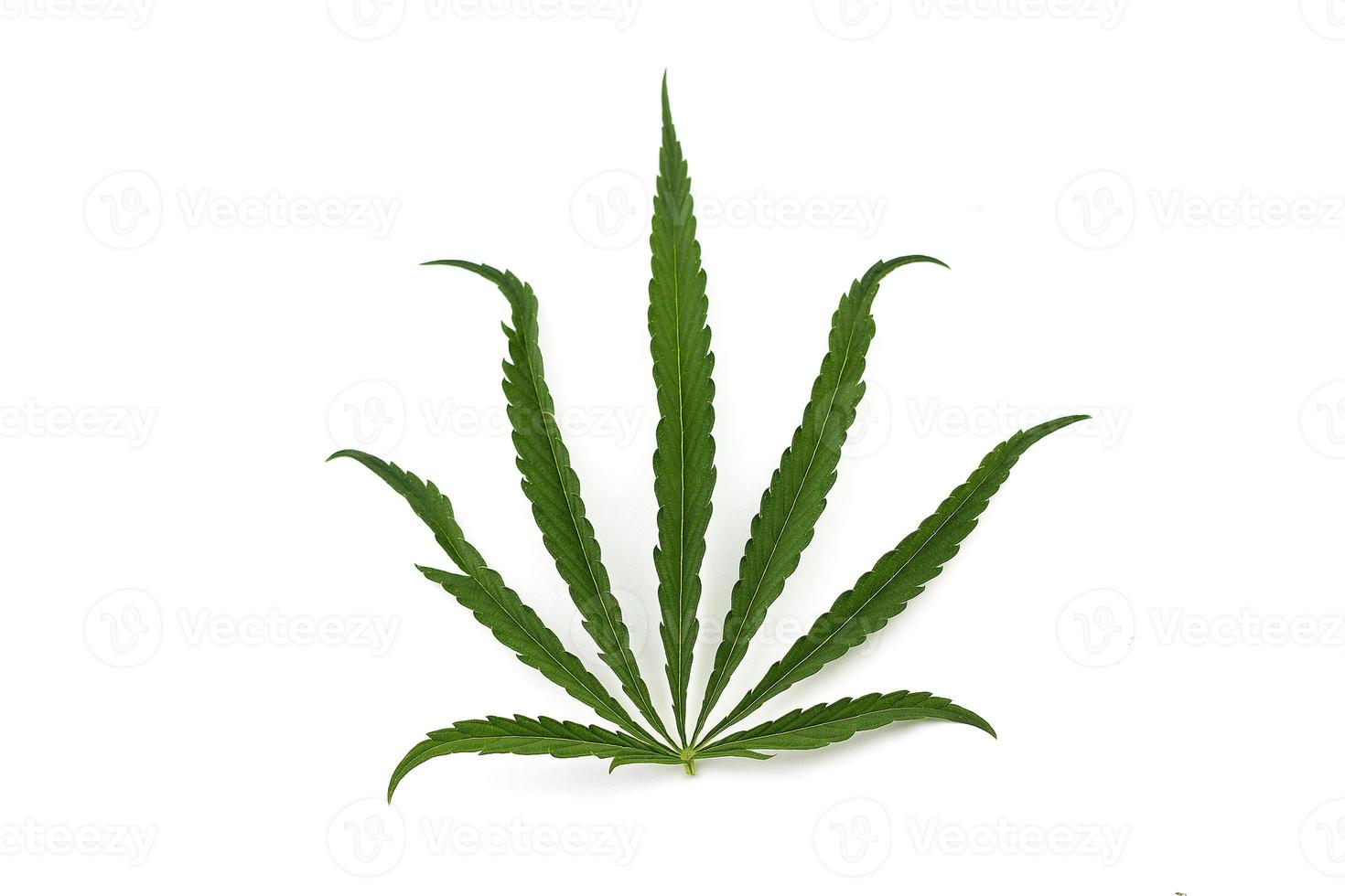 cannabis leaf on a white background. Green twig of hemp photo