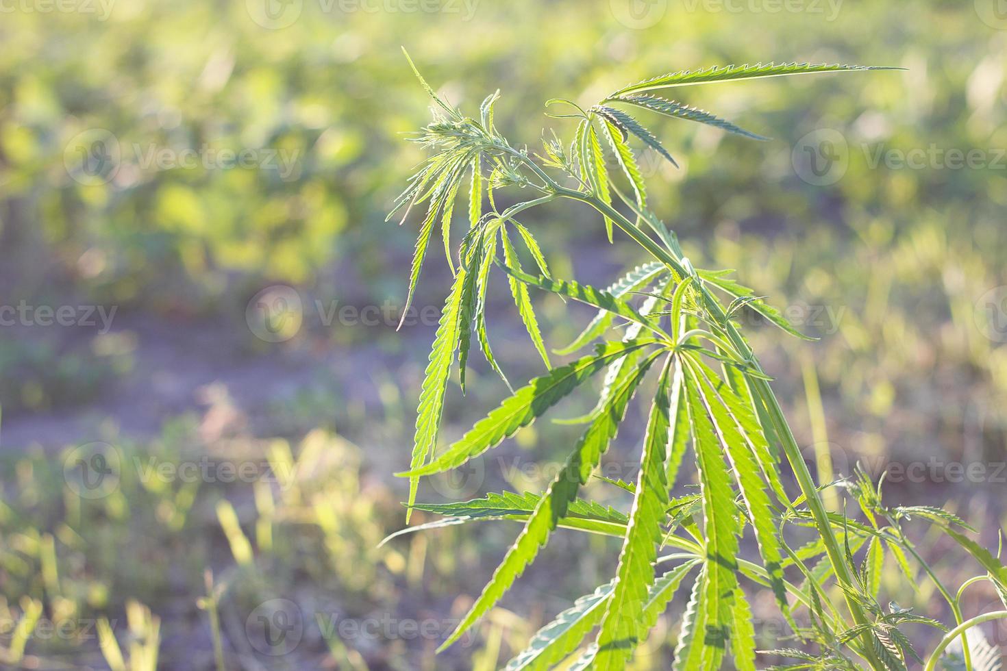 hemp bush in nature. Young shoots of hemp outdoors. photo