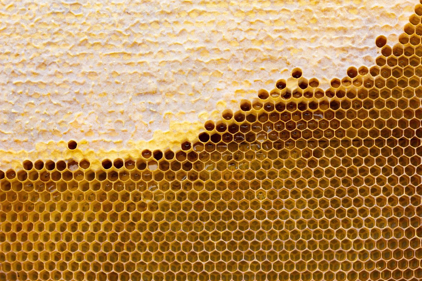 honeycomb with a honey texture. . Background texture and drawing of a section of wax honeycomb from photo