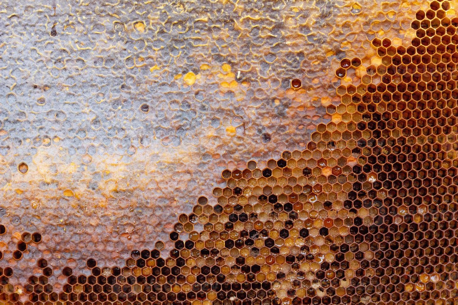 honeycomb with a honey texture. . Background texture and drawing of a section of wax honeycomb from photo