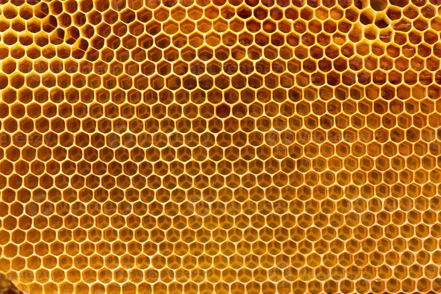 empty honeycomb frame, close-up texture of the honeycomb. photo