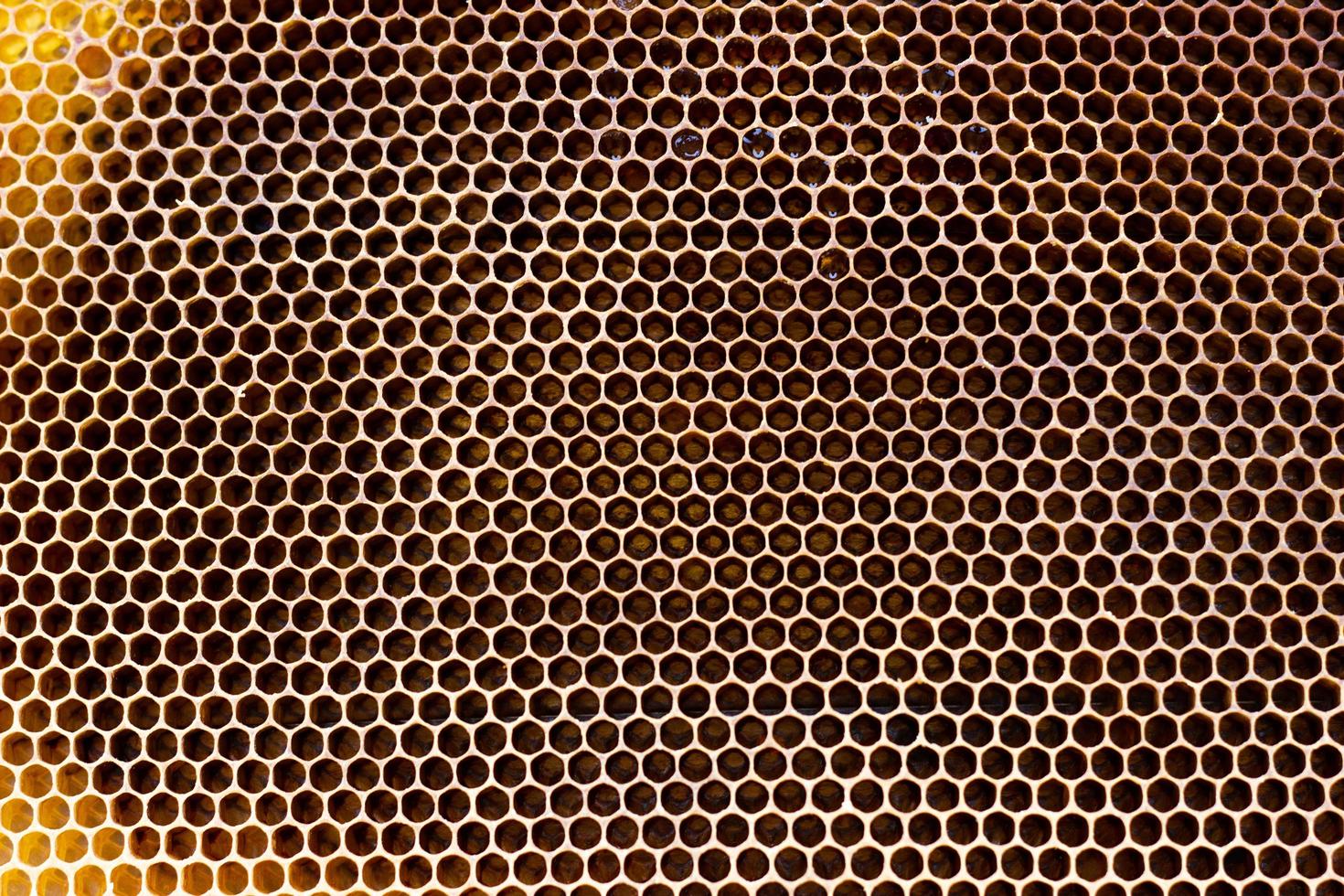 empty honeycomb frame, close-up texture of the honeycomb. photo