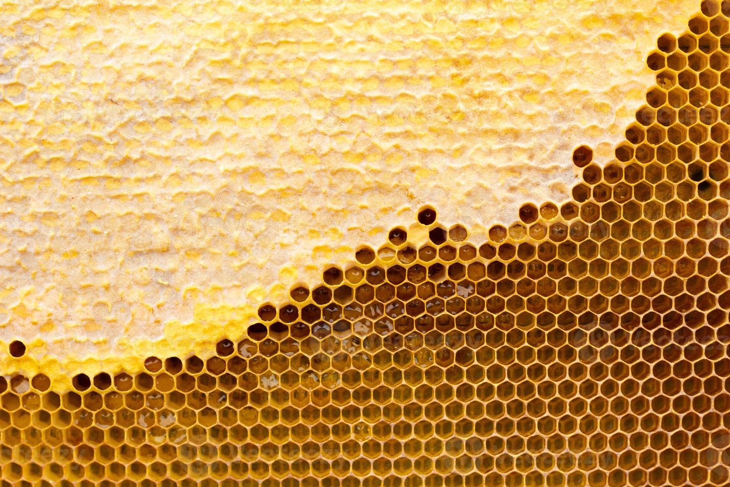 panal con textura de miel. . textura de fondo y dibujo de una sección de panal de cera de foto
