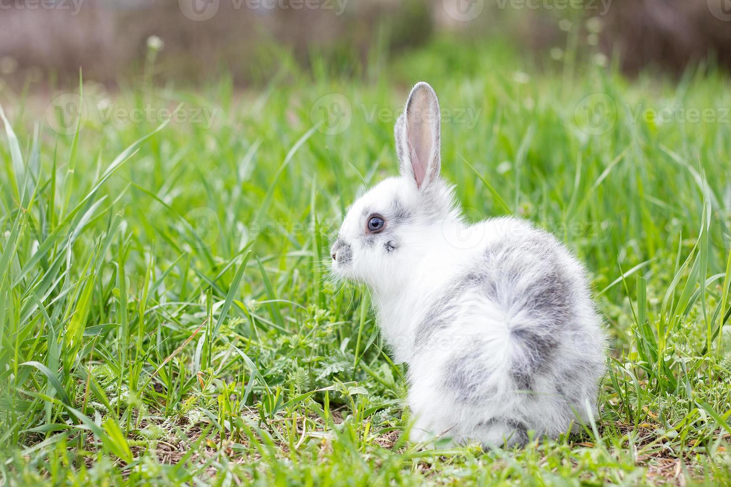 White fluffy rabbit on green grass. Easter Bunny. Little beautiful hare on a green meadow photo