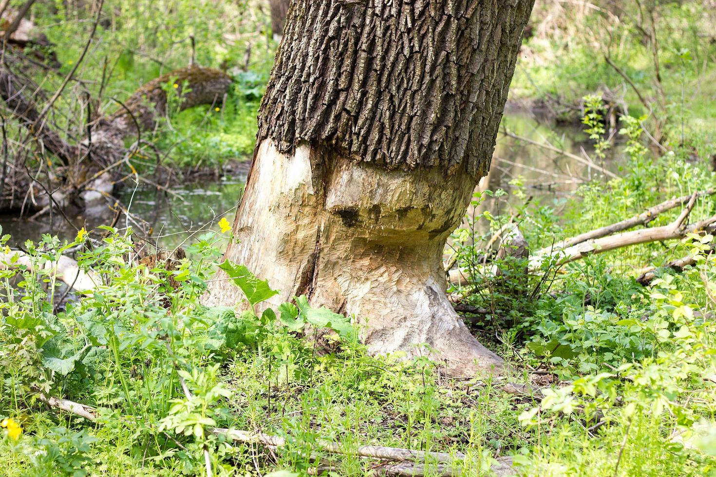 bitten by a tree beavers. Beavers harm the forest. Forestry photo