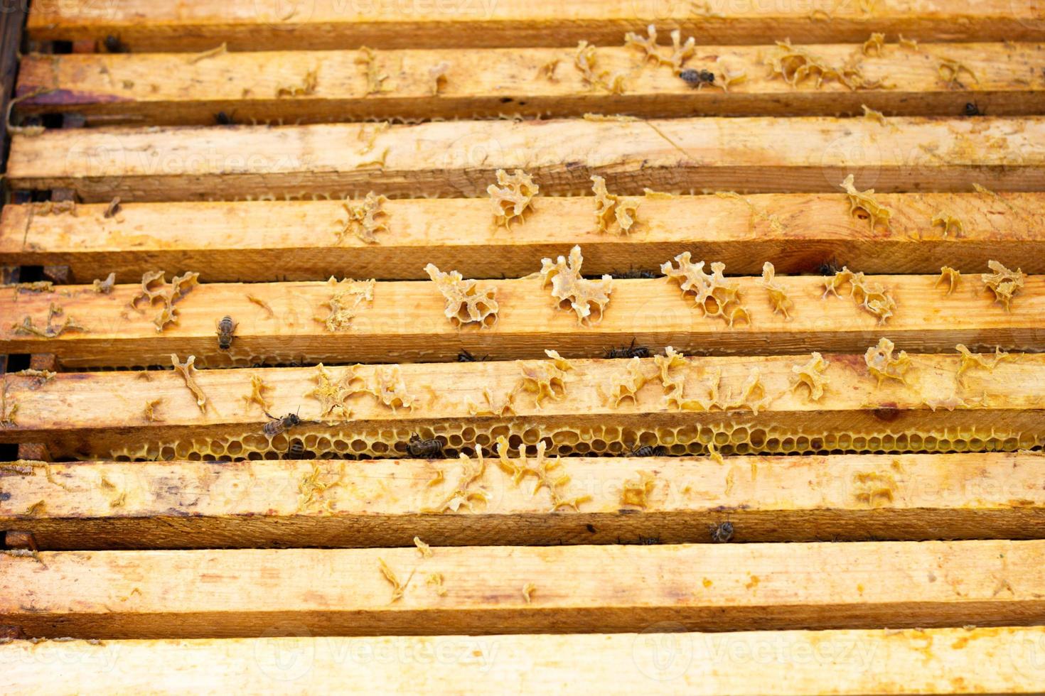 bees in evidence crawl on wooden frames, closed natural background. photo