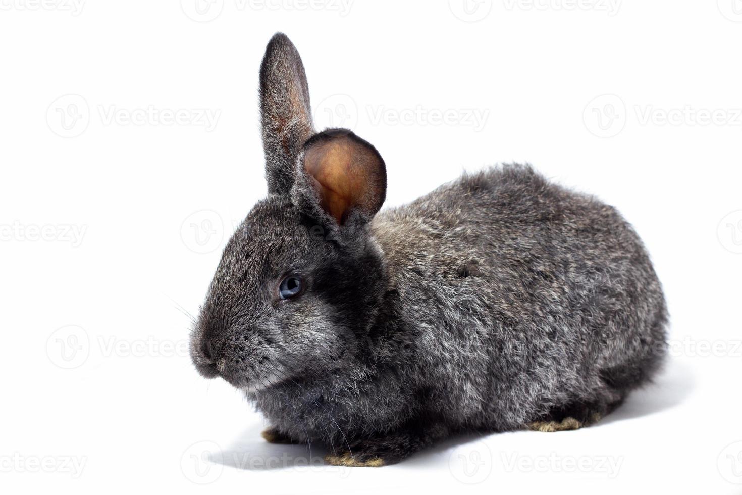 small fluffy grey rabbit isolated on white background, Easter Bunny. Hare for Easter close-up on a white background. photo