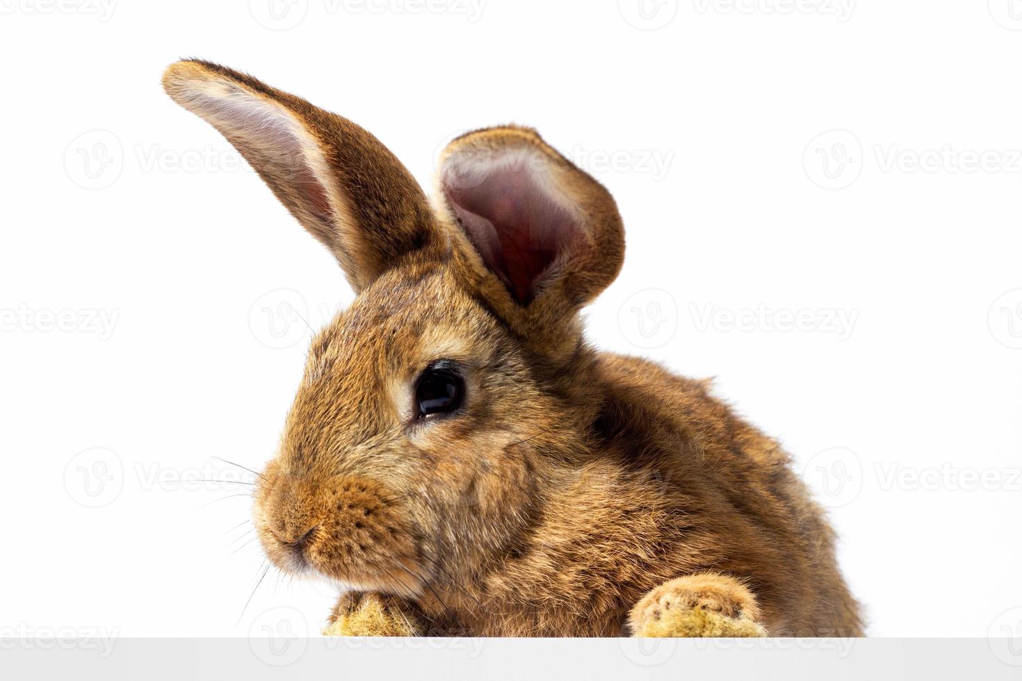 Red fluffy rabbit looks at the sign. Isolated on white background Easter bunny. Red hare for advertising. photo