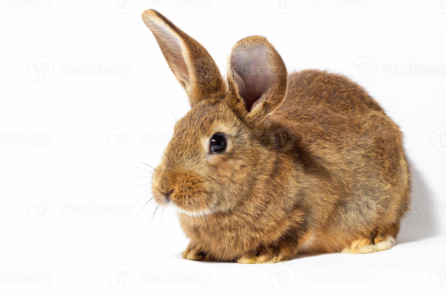 pequeño conejo rojo esponjoso aislado sobre fondo blanco. liebre para el primer plano de pascua. foto