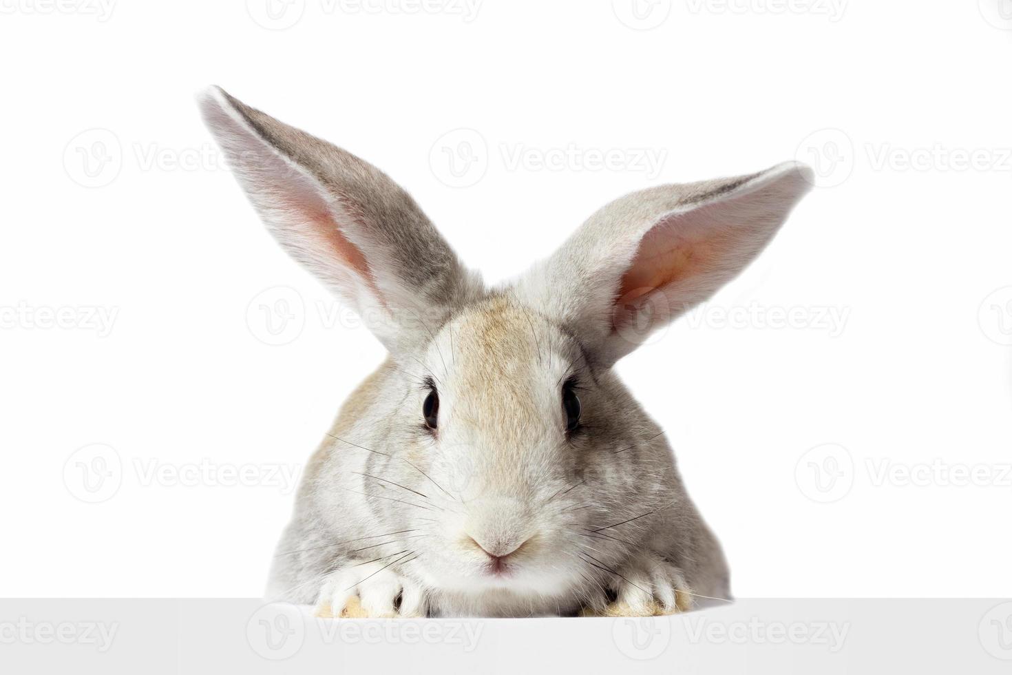 a grey furry rabbit looks at the sign. Isolated on a white background. Easter bunny . The hare looks at the sign. photo