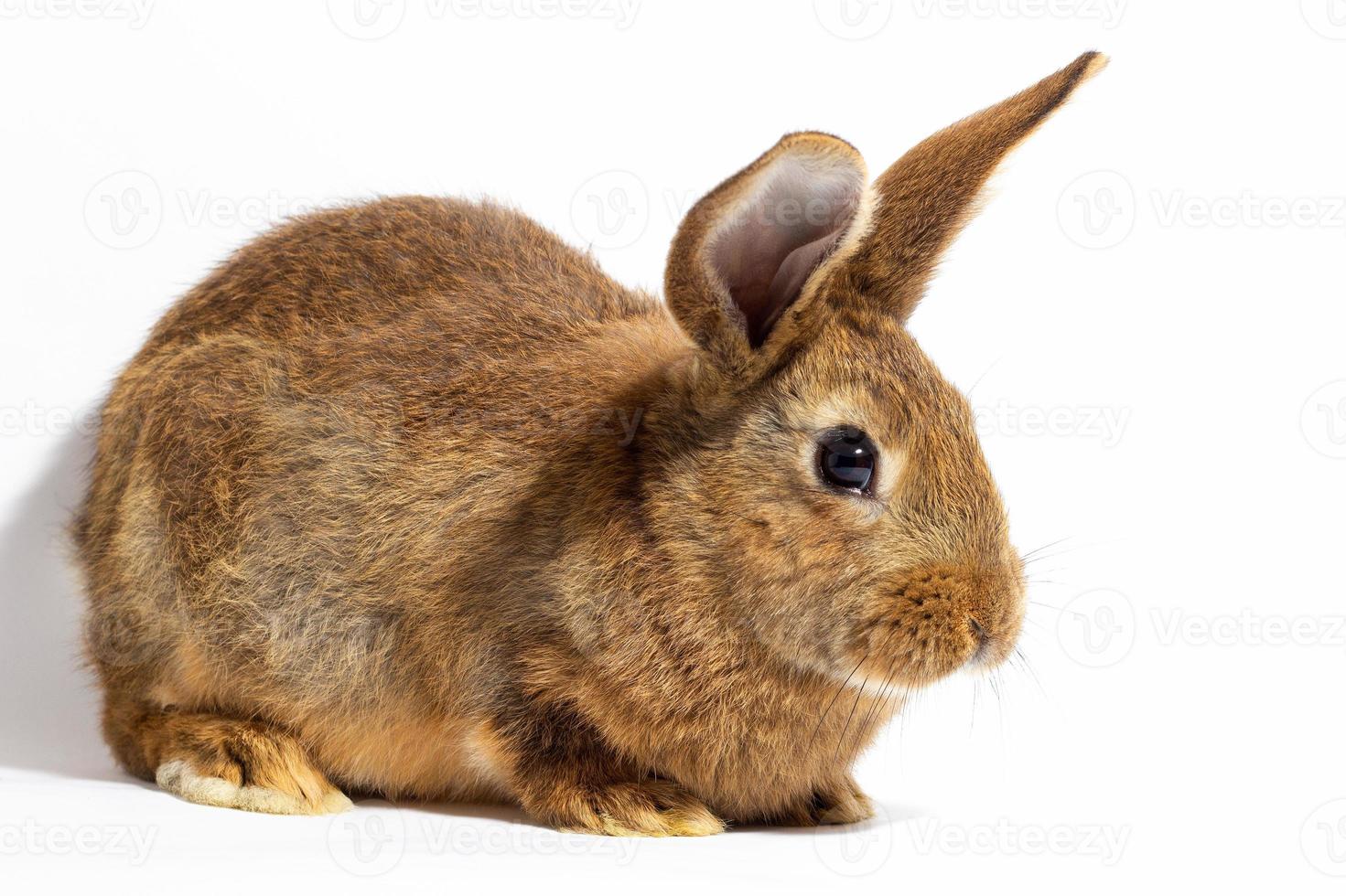 pequeño conejo rojo esponjoso aislado sobre fondo blanco. liebre para el primer plano de pascua. foto