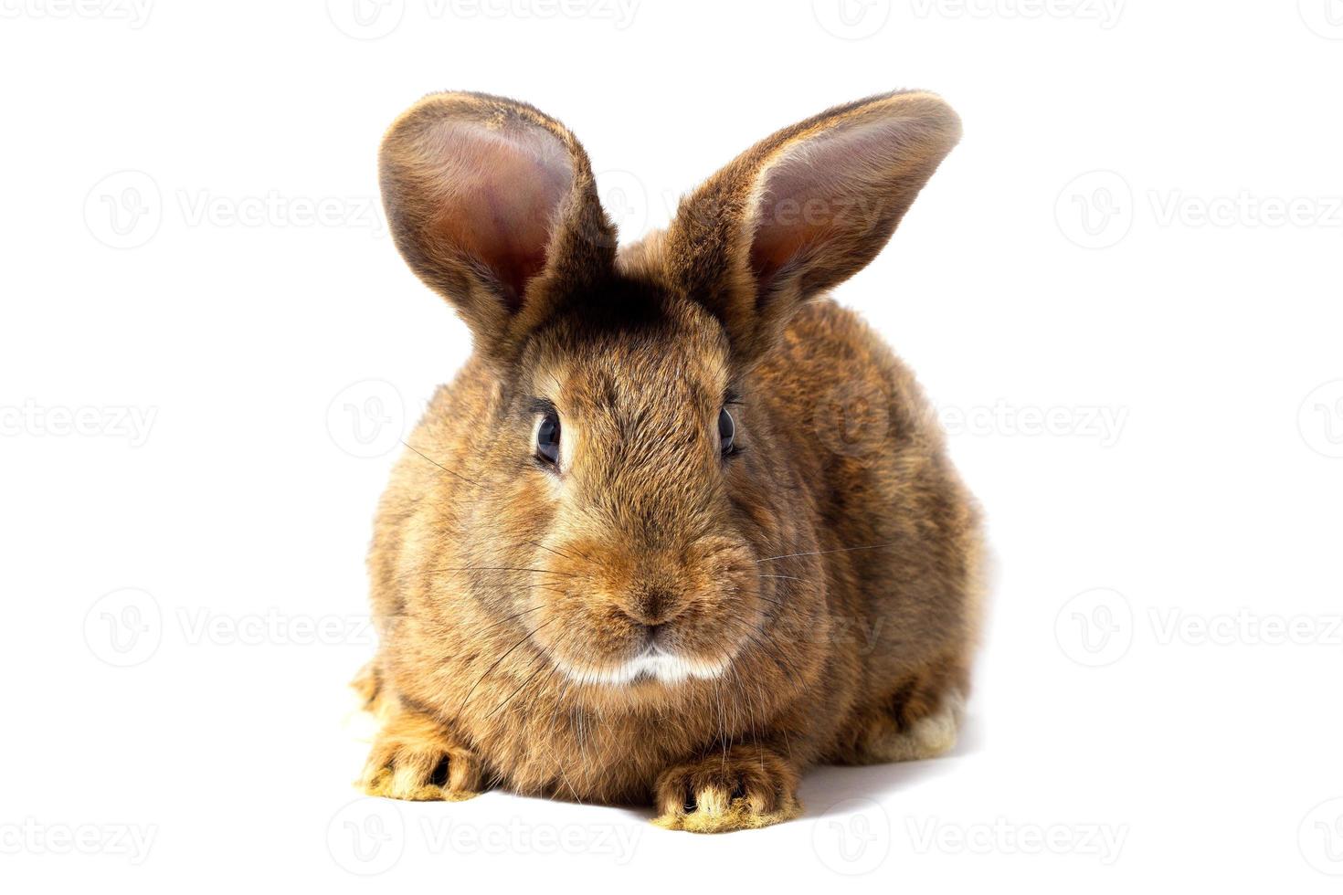 pequeño conejo rojo esponjoso aislado sobre fondo blanco. liebre para el primer plano de pascua. foto