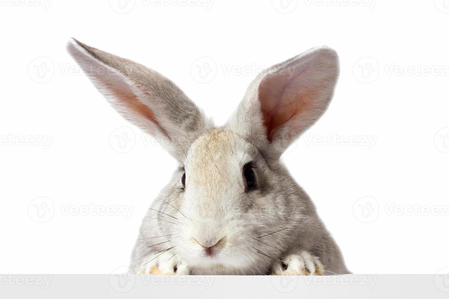 a grey furry rabbit looks at the sign. Isolated on a white background. Easter bunny . The hare looks at the sign. photo