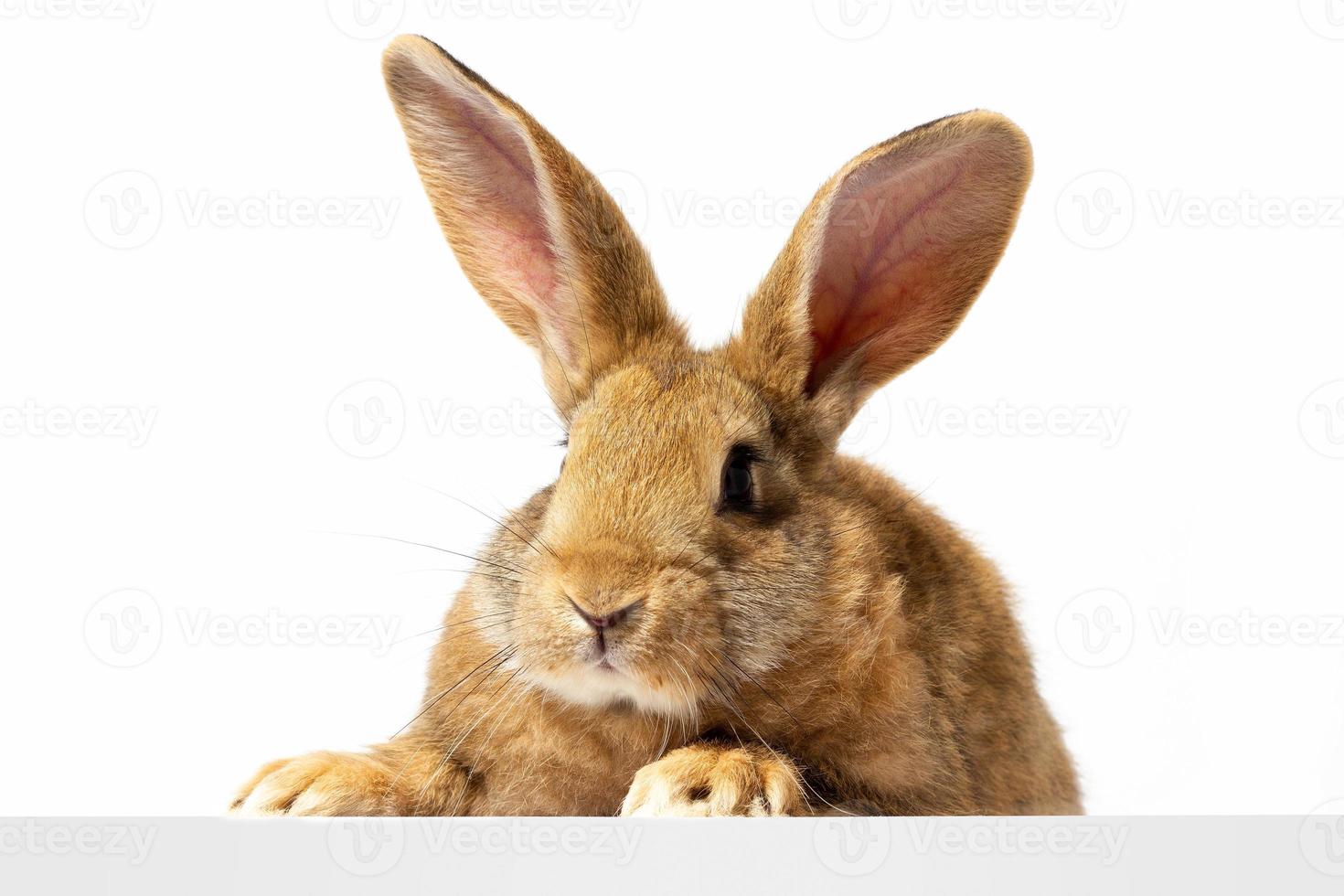 Red fluffy rabbit looks at the sign. Isolated on white background Easter bunny. Red hare for advertising. photo