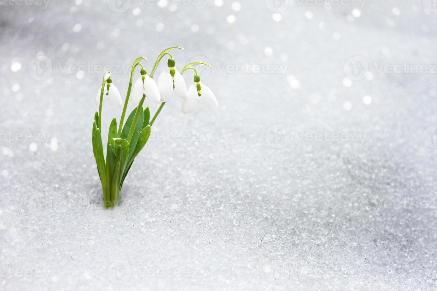 snowdrops in early spring from under the snow with a place for the inscription. photo