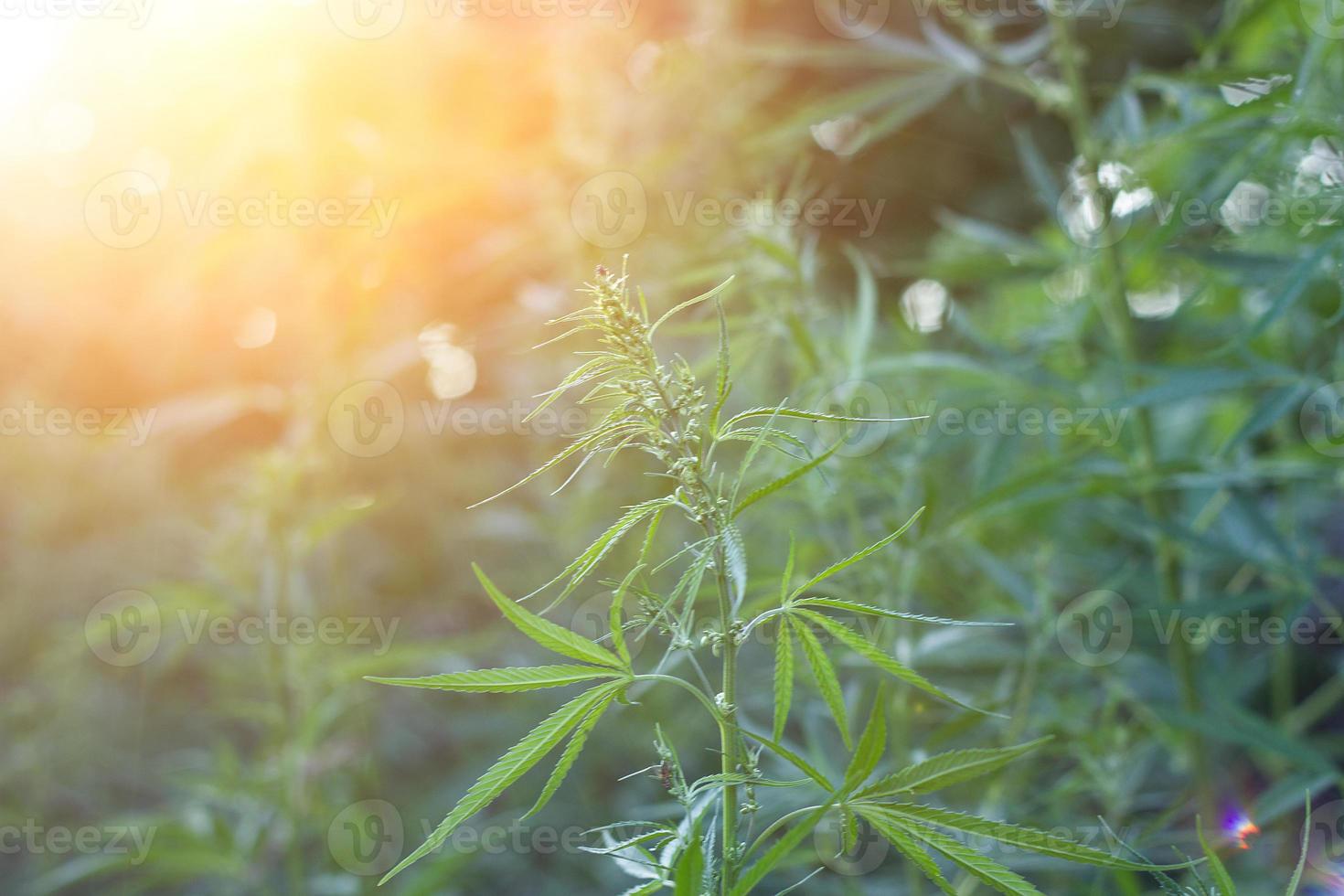 hemp bushes in the open air. Illegal cultivation of narcotic drugs. photo