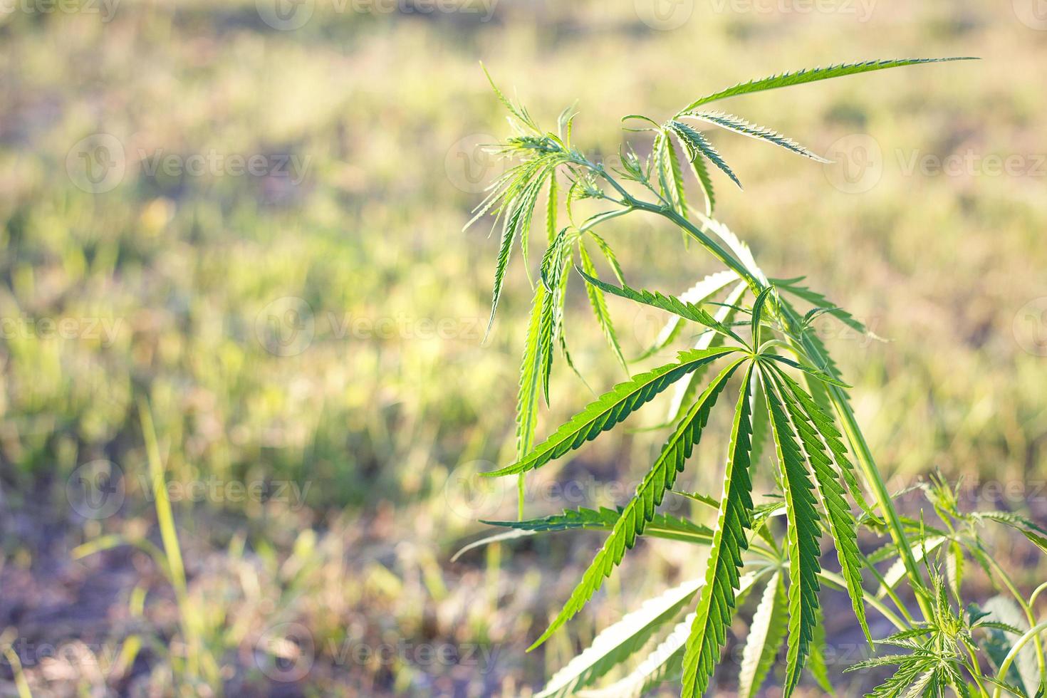 hemp bush in nature. Young shoots of hemp outdoors. photo