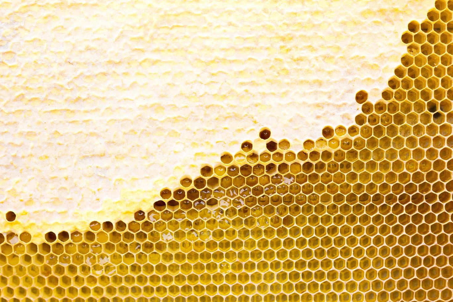 panal con textura de miel. . textura de fondo y dibujo de una sección de panal de cera de foto