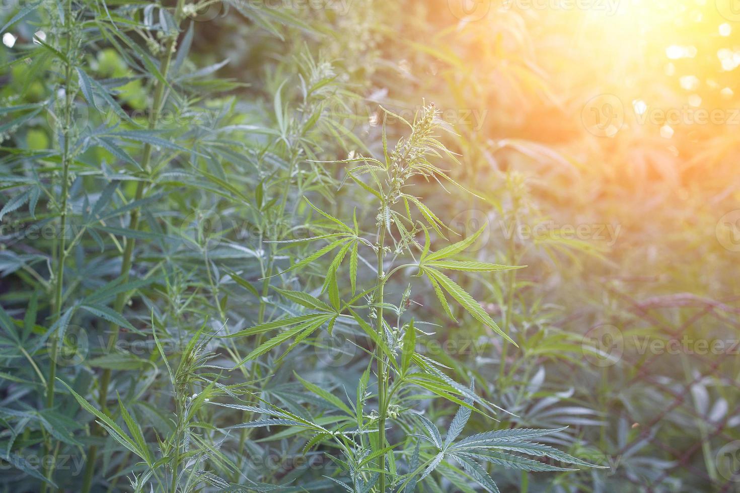 hemp bushes in the open air. Illegal cultivation of narcotic drugs. photo