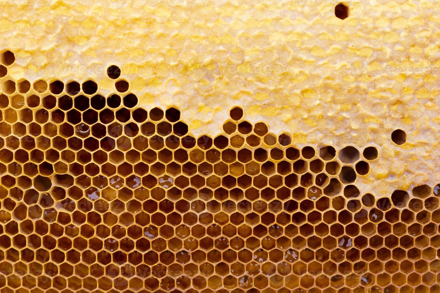 honeycomb with a honey texture. . Background texture and drawing of a section of wax honeycomb from photo