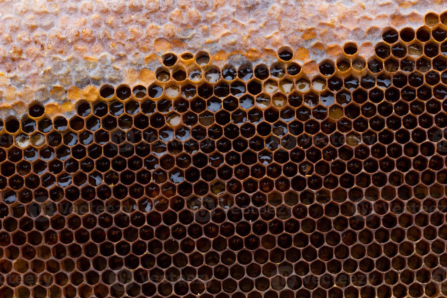 honeycomb with a honey texture. . Background texture and drawing of a section of wax honeycomb from photo