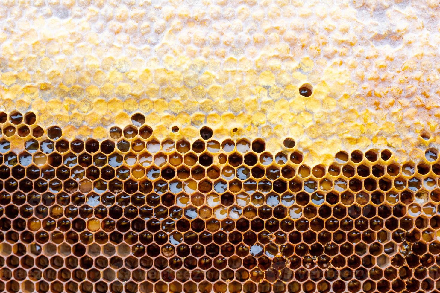 honeycomb with a honey texture. . Background texture and drawing of a section of wax honeycomb from photo