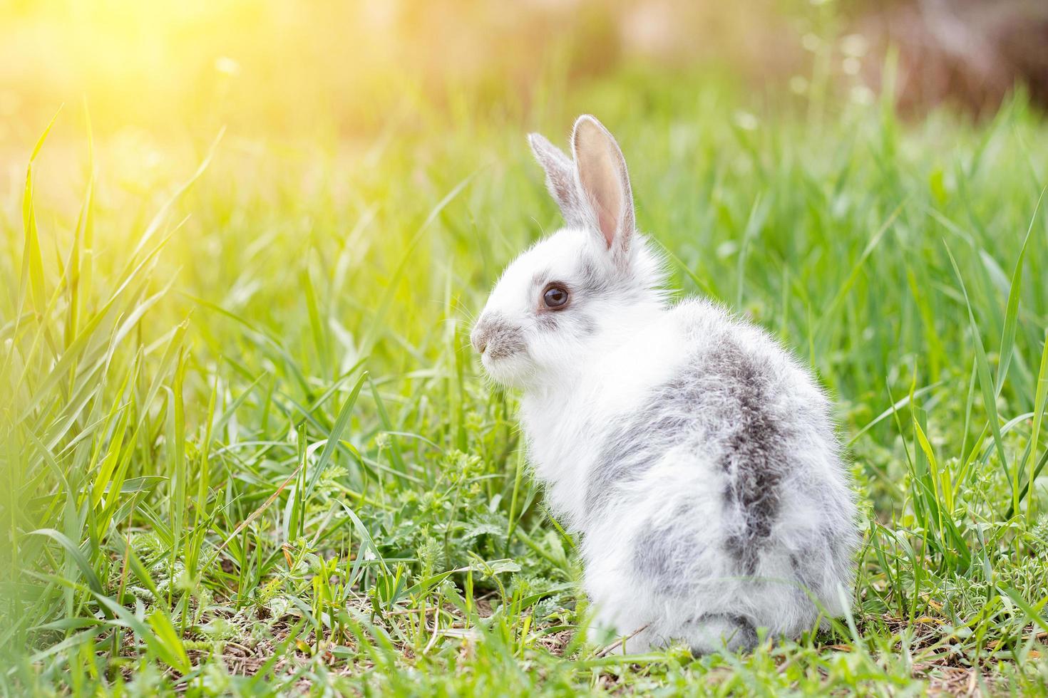 conejo blanco esponjoso sobre hierba verde. conejo de Pascua. pequeña liebre hermosa en un prado verde foto