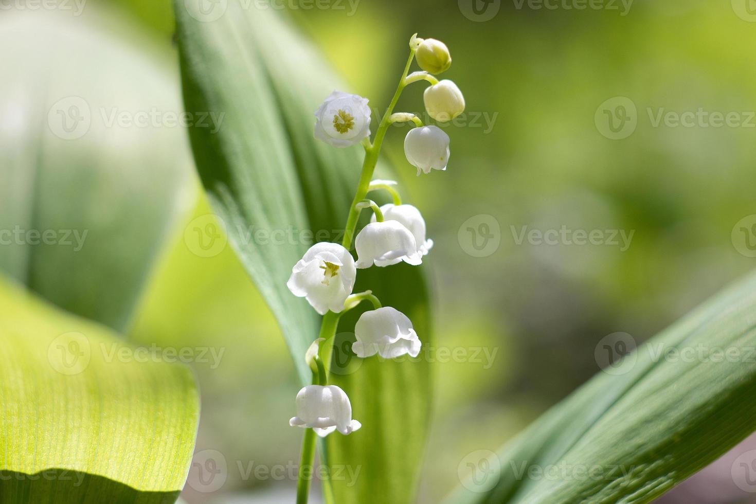 forest lilies of the valley in spring. Fragile forest flowers. Seasonal flowers photo
