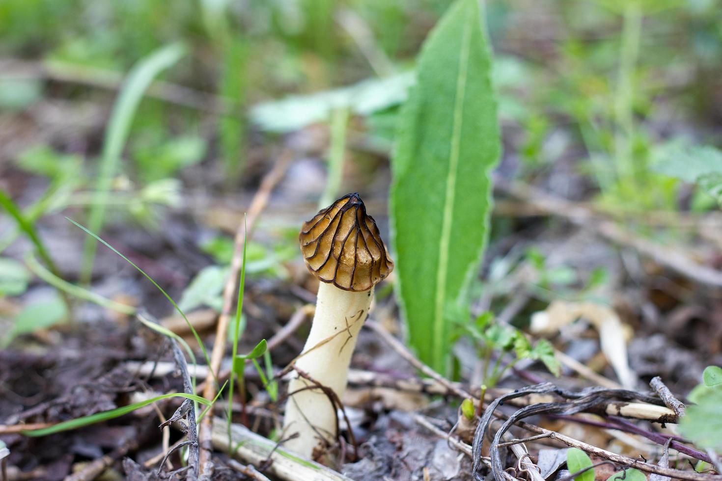 mushroom on the old log. Autumn mushroom picking. photo