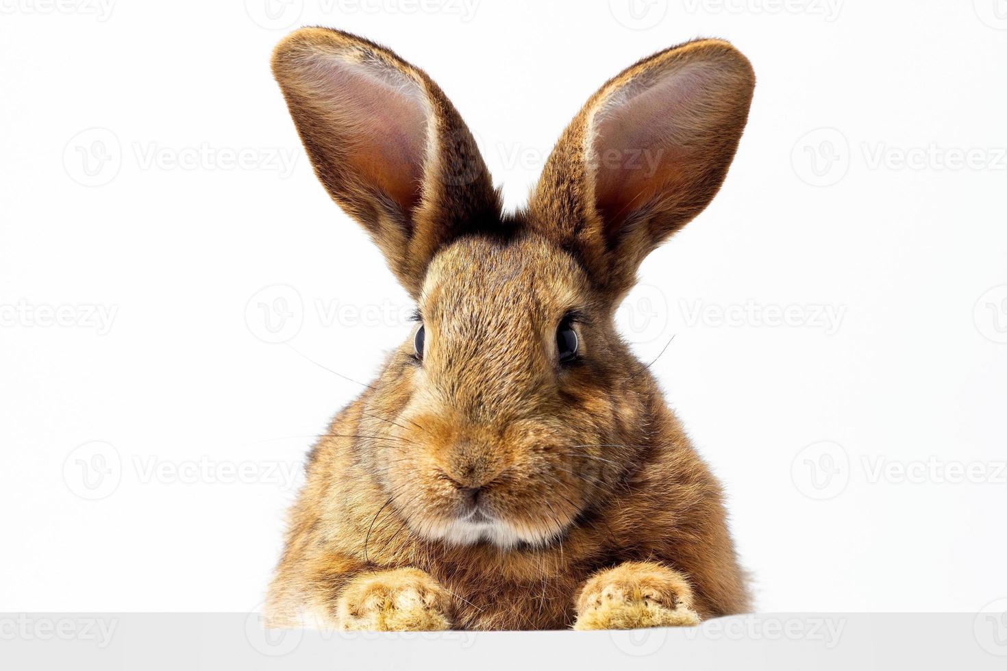 conejo rojo esponjoso mira el cartel. aislado sobre fondo blanco conejito de Pascua. liebre roja para publicidad. foto