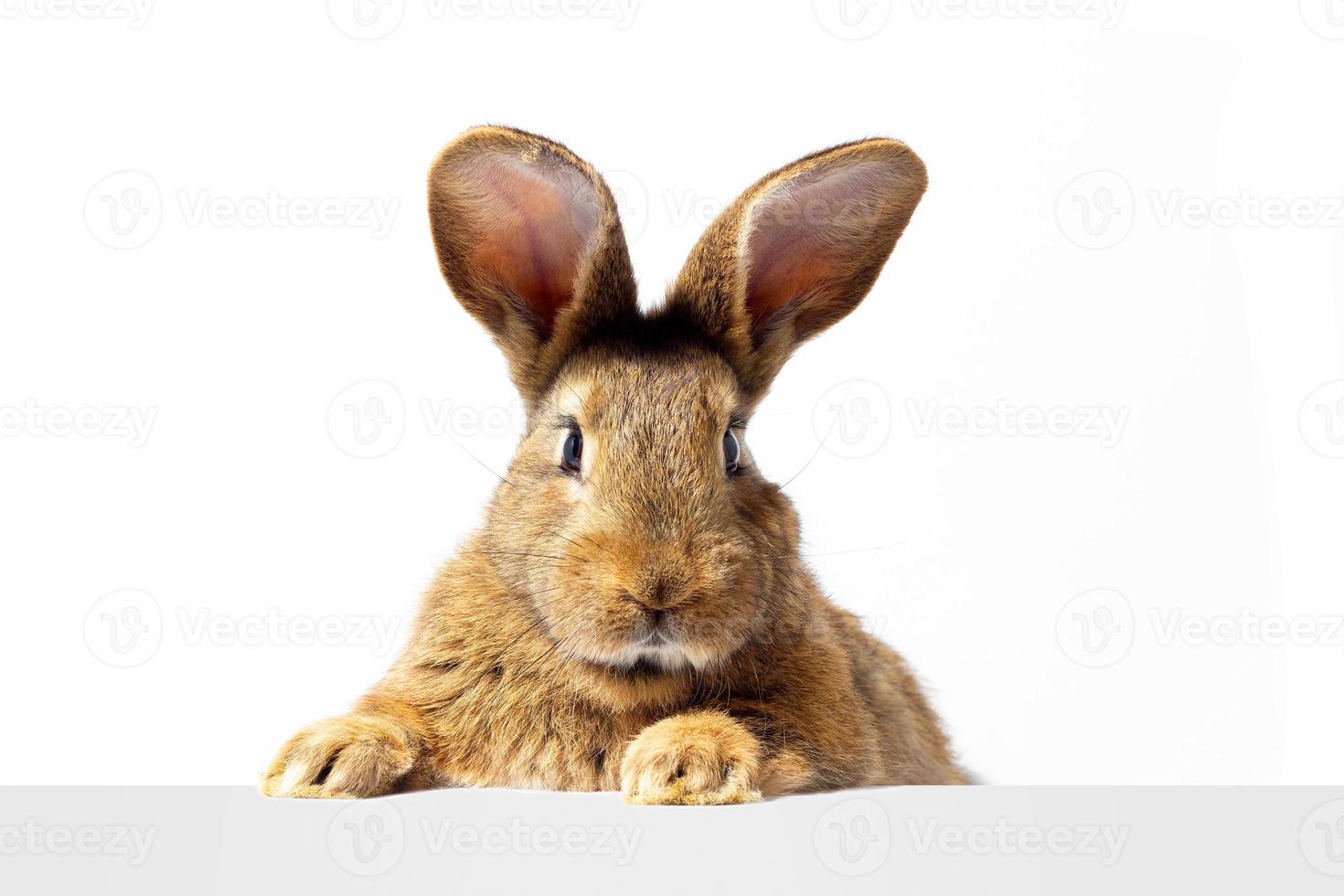 Red fluffy rabbit looks at the sign. Isolated on white background Easter bunny. Red hare for advertising. photo