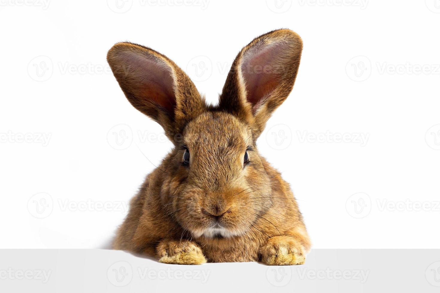 Red fluffy rabbit looks at the sign. Isolated on white background Easter bunny. Red hare for advertising. photo