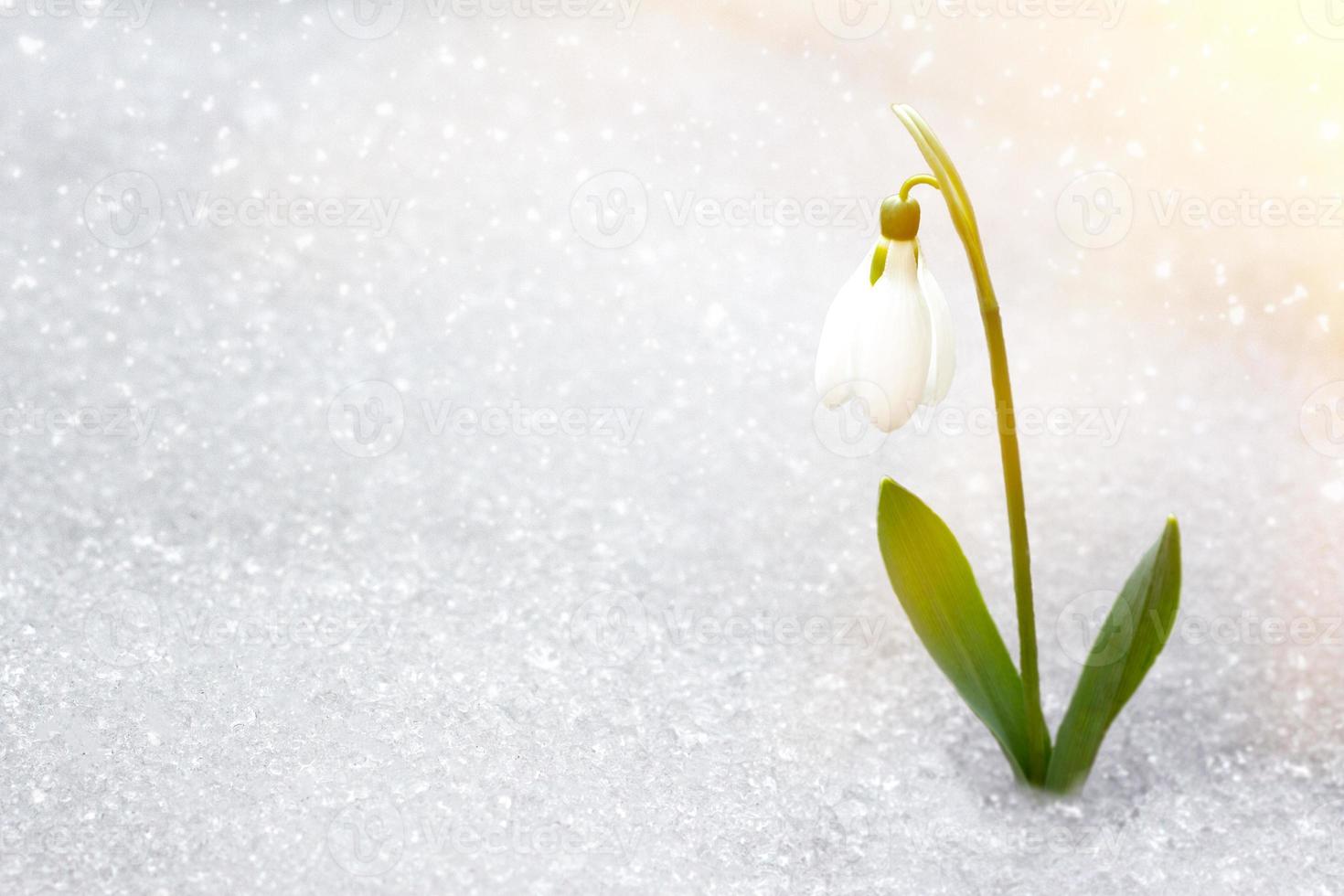 snowdrops in early spring from under the snow with a place for the inscription. photo