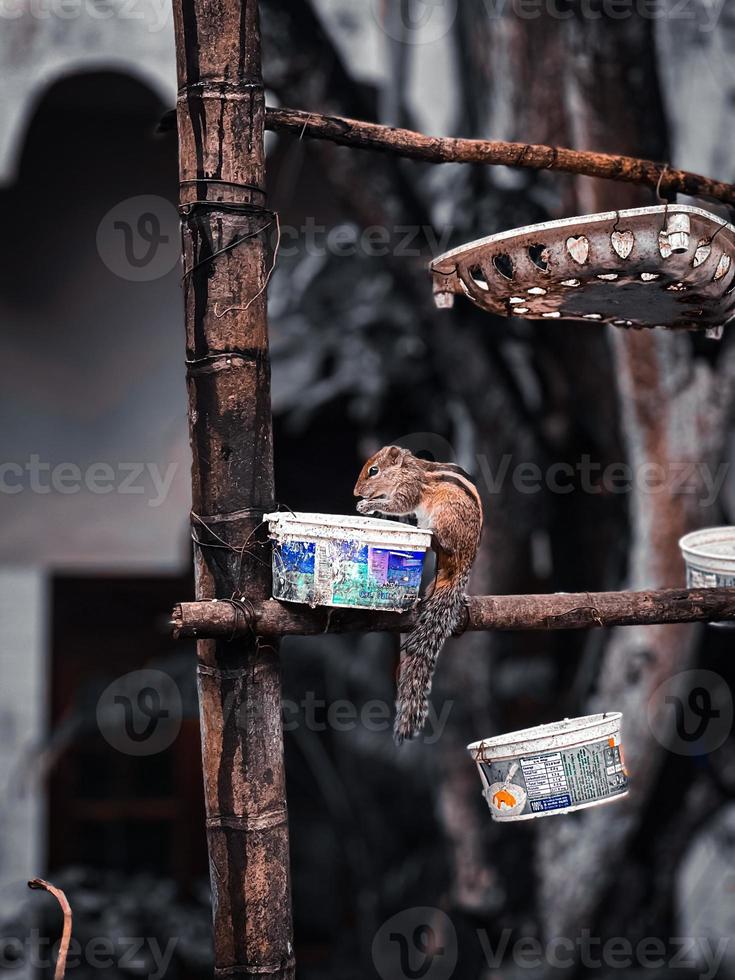 Squirrel eating on a branch. photo