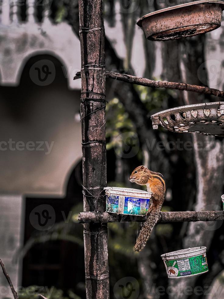 Squirrel eating on a branch. photo