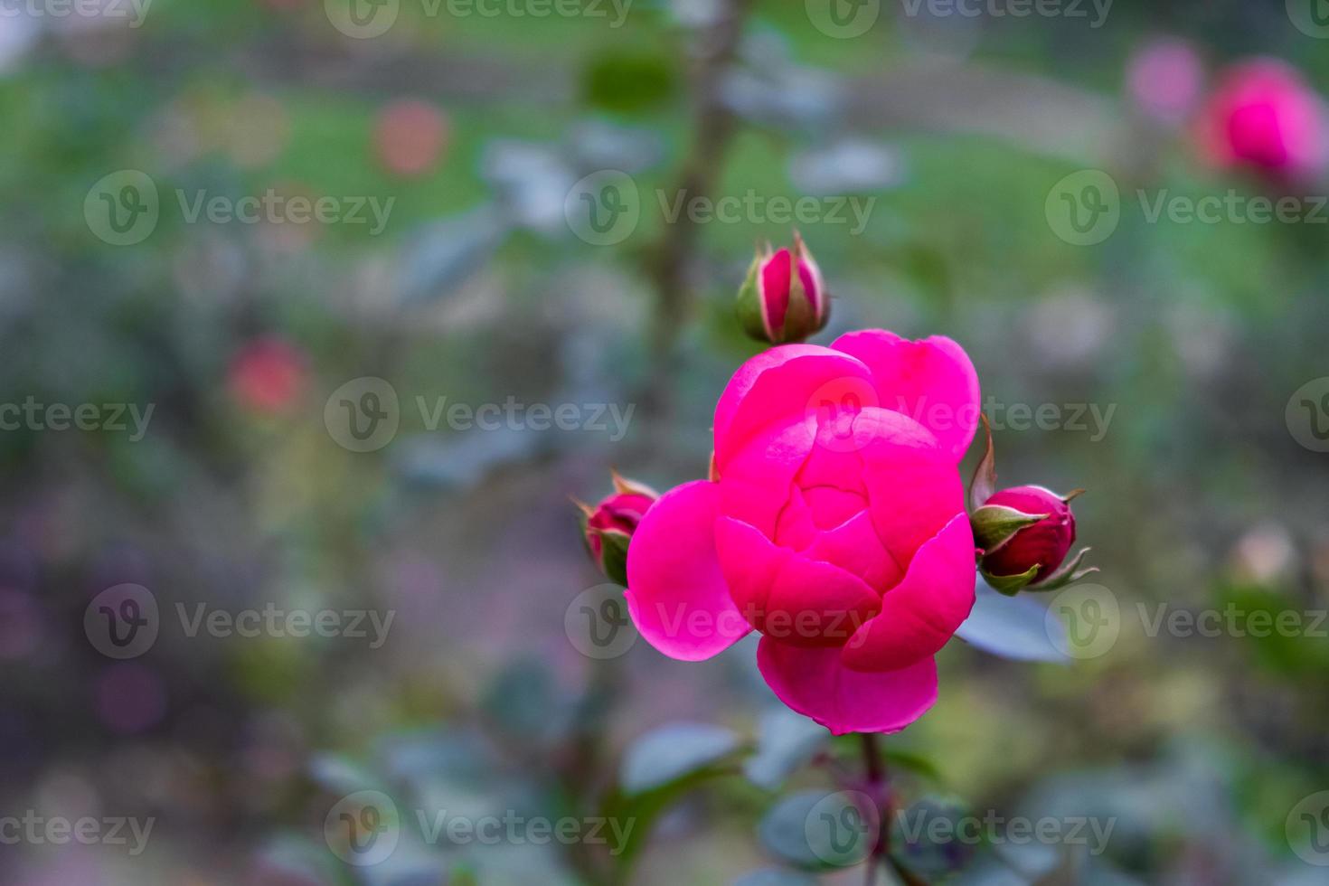 A beautiful rose flower on a branch of a rose bush in a garden or park. photo