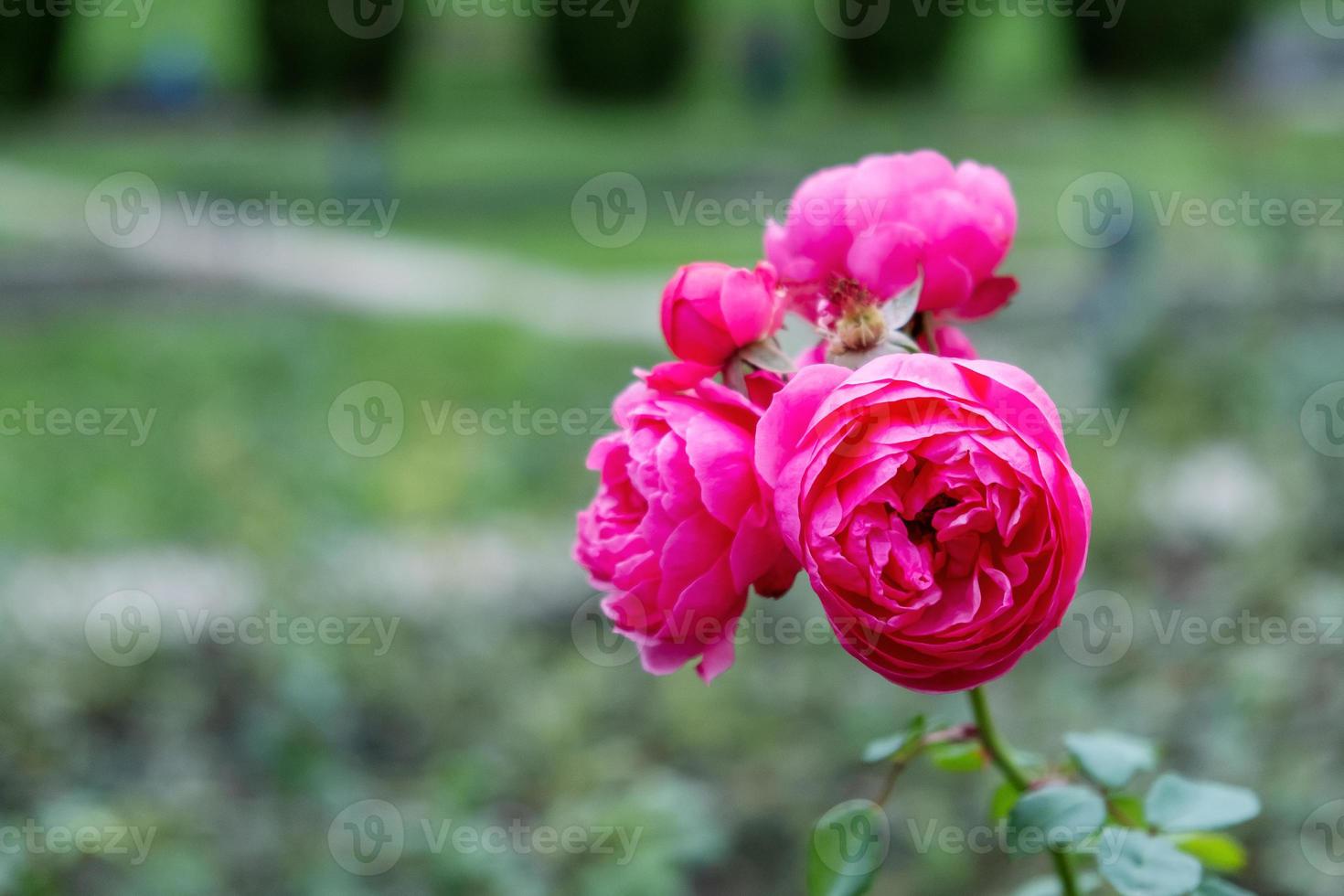 Beautiful rose flowers on a pink branch in a garden or park. photo