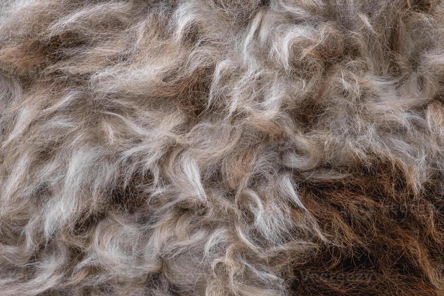 Background close-up of skins with ram fur photo