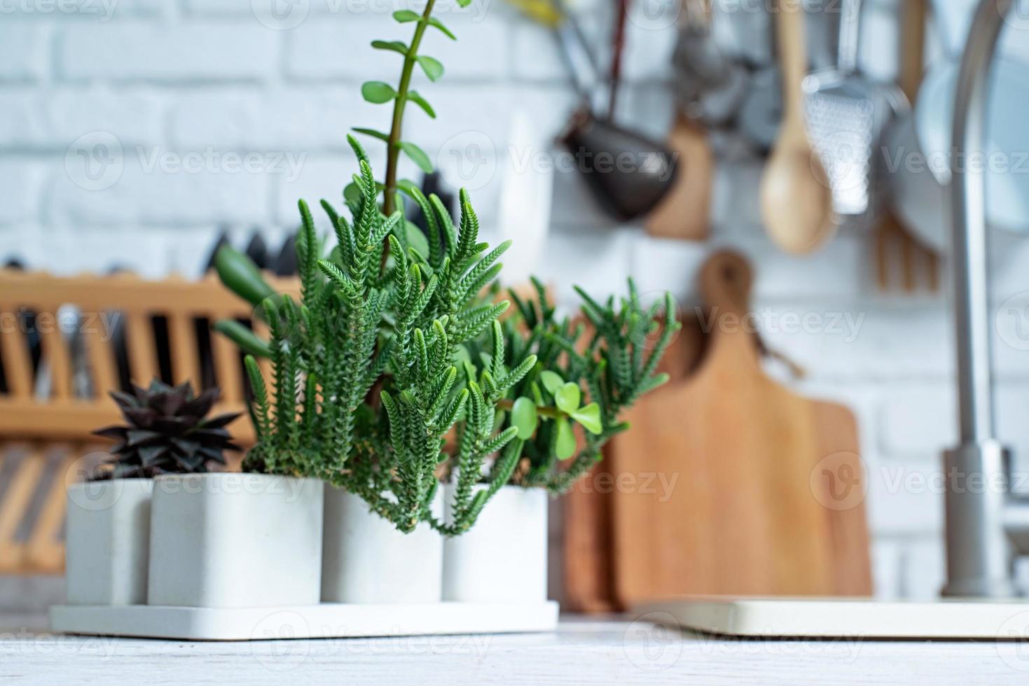 macetas blancas con varias plantas suculentas en la encimera de madera de la cocina foto