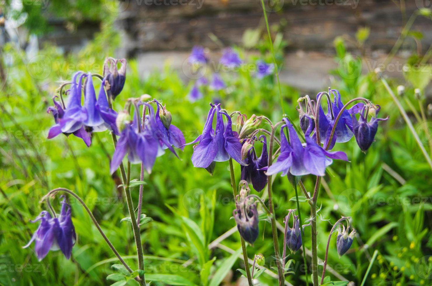 Bellflower in a garden photo