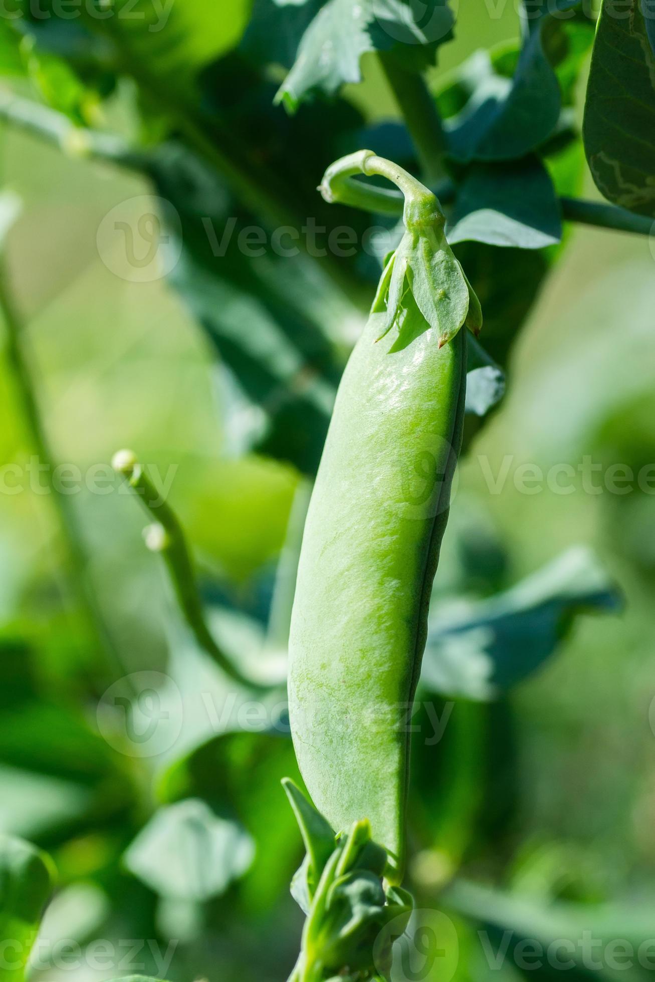 Macro of growing peas in the field, Ripe fresh green peas in organic