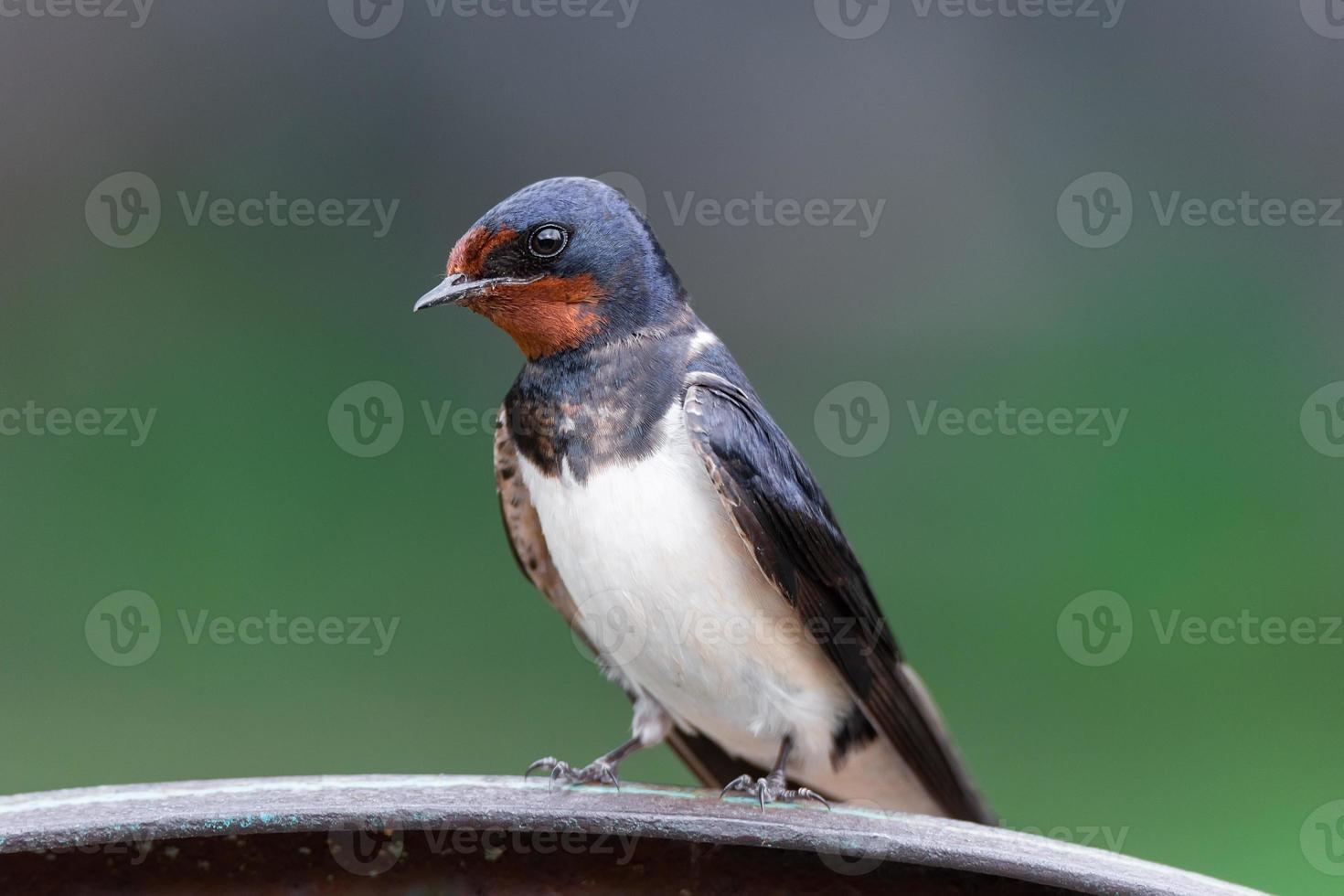 golondrina de pueblo en la cerca foto