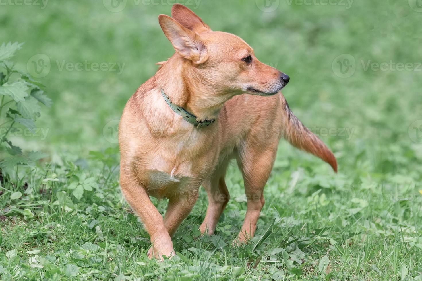 Mongrel dog of red color lies on its stomach on the grass, stretching its front paws forward. Spring. photo