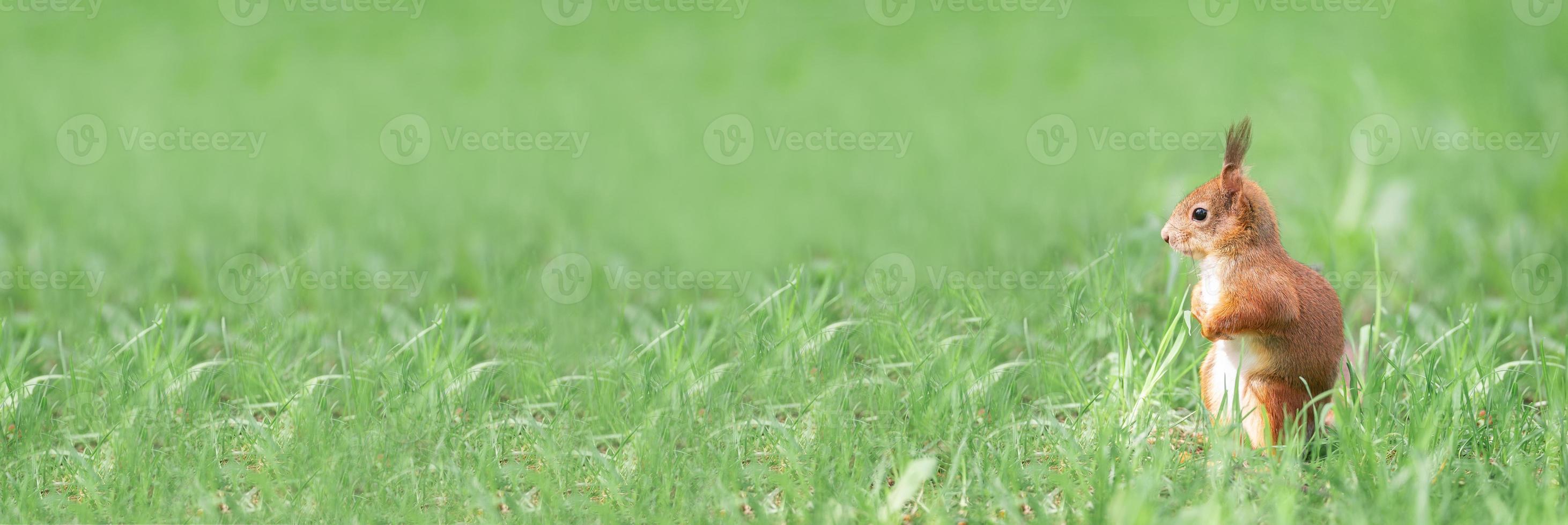 Red squirrel sits in the grass.. photo