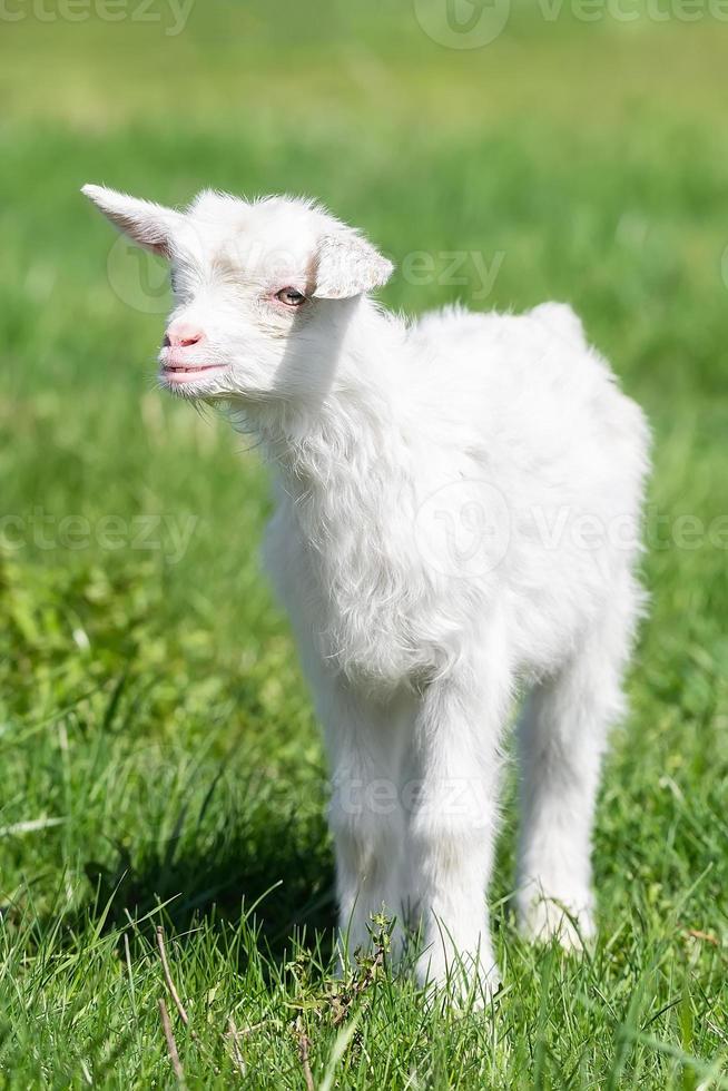White baby goat on green grass in sunny day photo