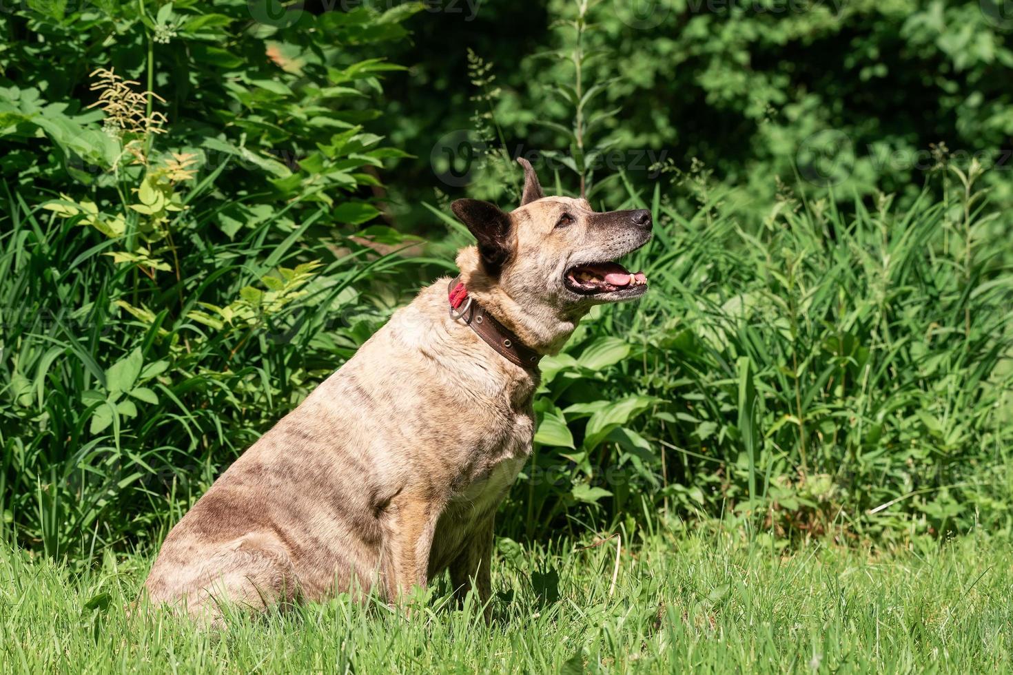 Australian Cattle Dog on the grass photo