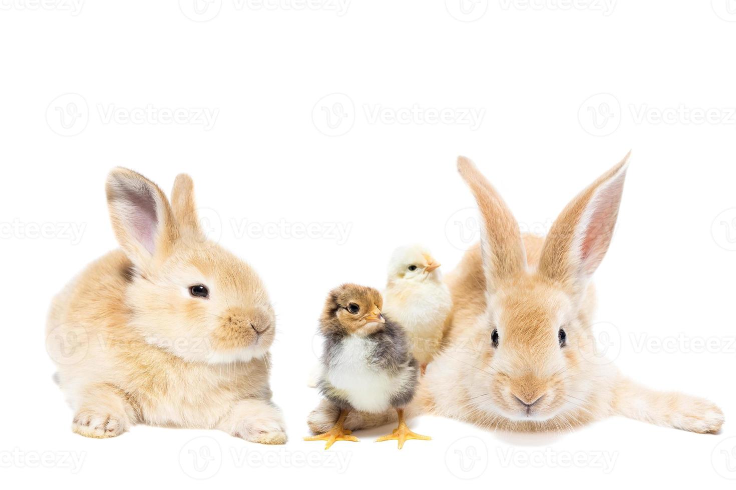 conejo y pollos aislados en un fondo blanco foto