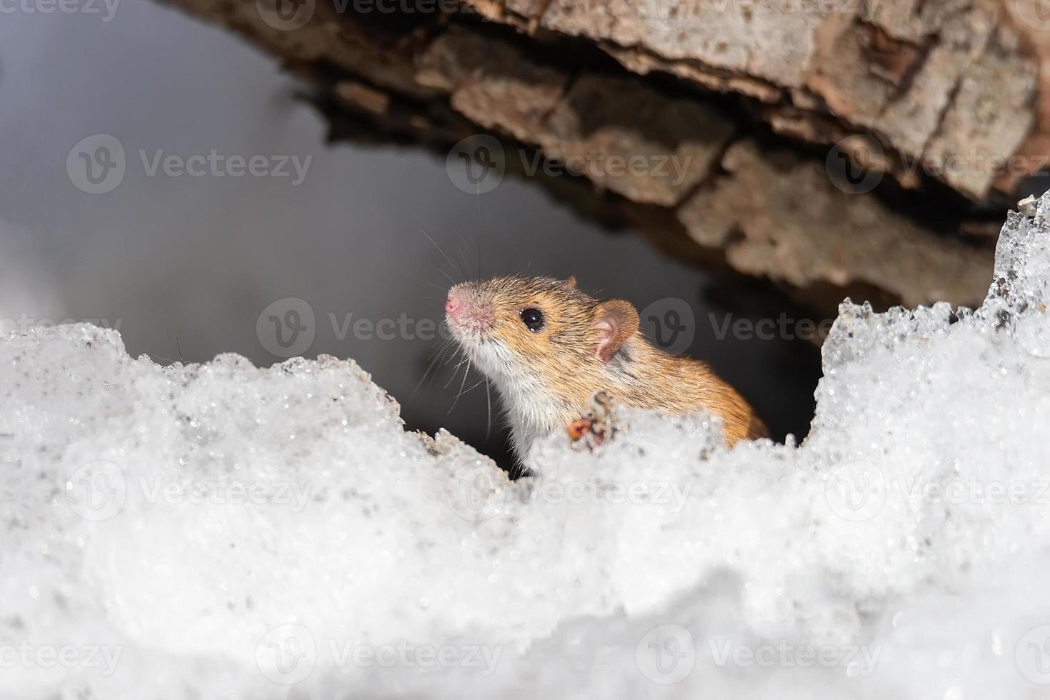 el ratón de campo rayado es un pequeño ratón de cola larga foto