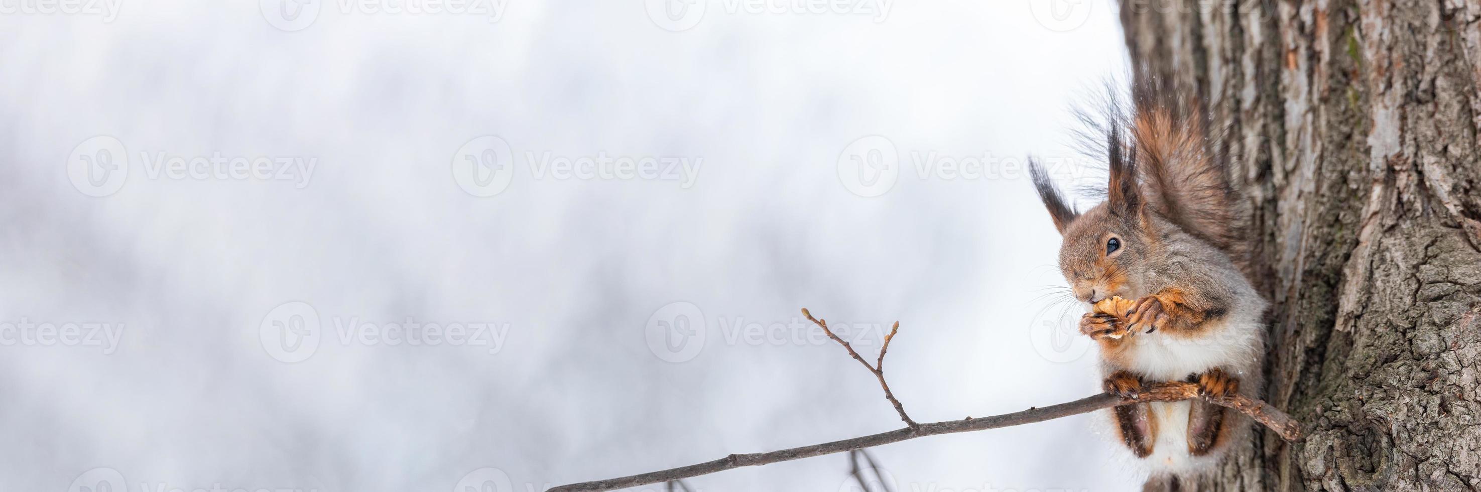 Red squirrel sitting on a tree branch in winter forest and nibbling seeds on snow covered trees background.. photo